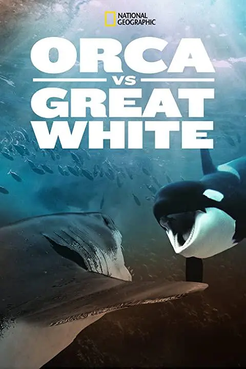 虎鲸vs.大白鲨